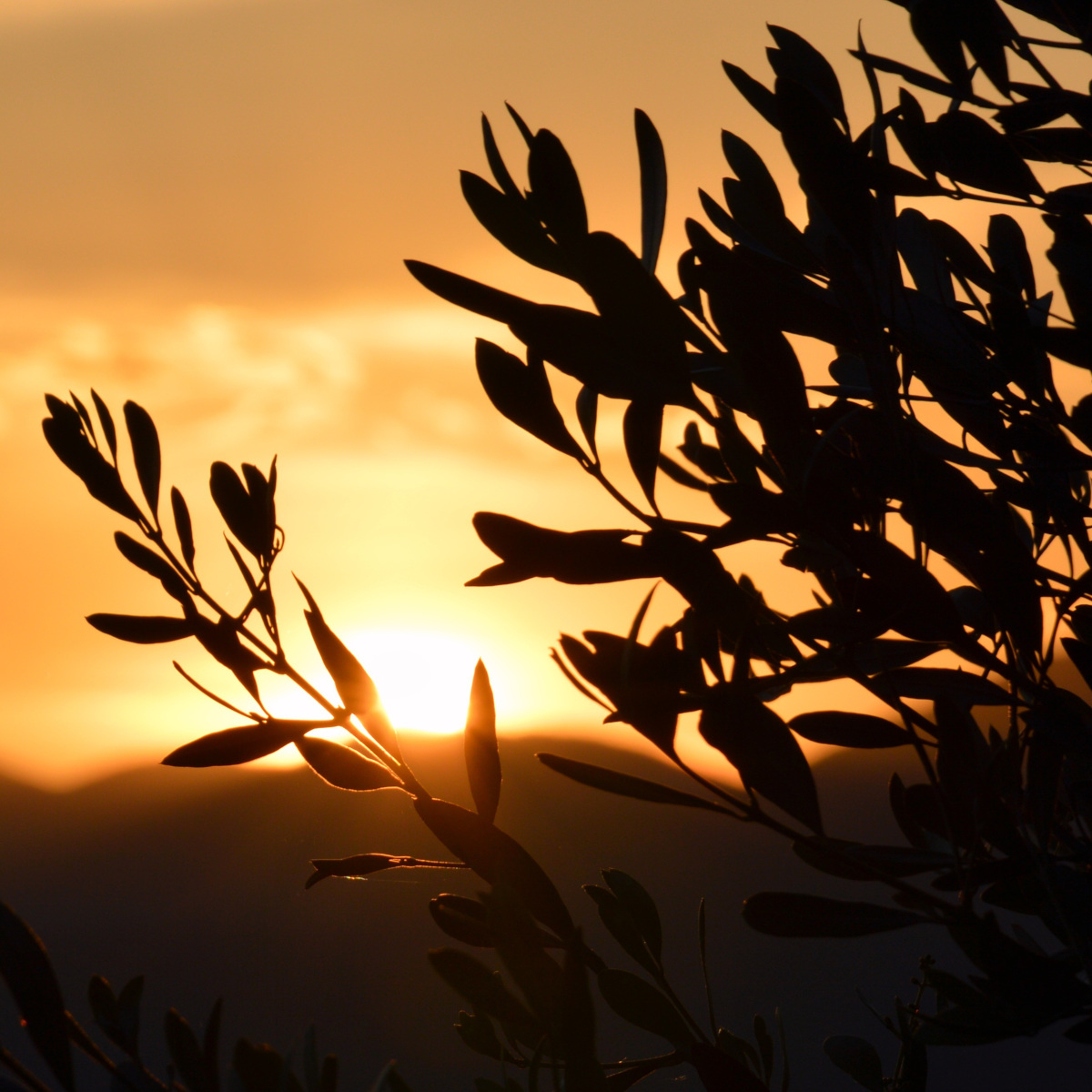 olive al tramonto